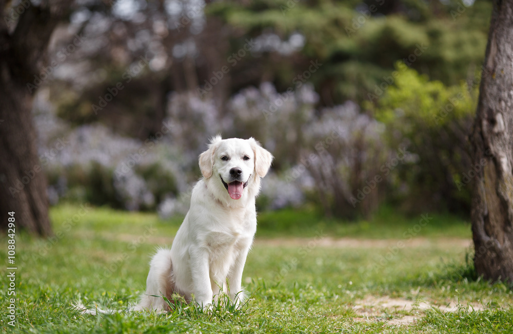 White Labrador in the summer park.Pet , an adult dog breed white labrador, drooping ears, carefully watching , posing for a photograph sitting on the green grass in the summer the park for a walk White Labrador in the summer park.Pet , an adult dog breed white labrador, drooping ears, carefully watching , posing for a photograph sitting on the green grass in the summer the park for a walk