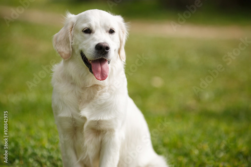 White Labrador in the summer park.Pet , an adult dog breed white labrador, drooping ears, carefully watching , posing for a photograph sitting on the green grass in the summer the park for a walk
