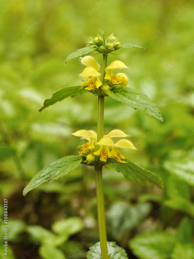 Nettle flower yellow