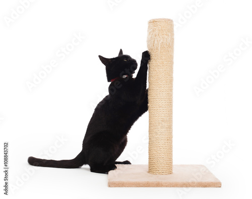 Fototapeta Naklejka Na Ścianę i Meble -  Black cat with a scratching post