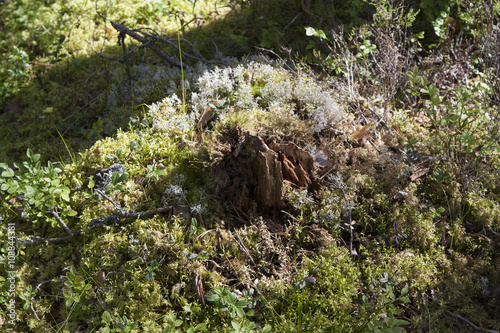 Piece of wood with moss and lichen among the vegetation photo