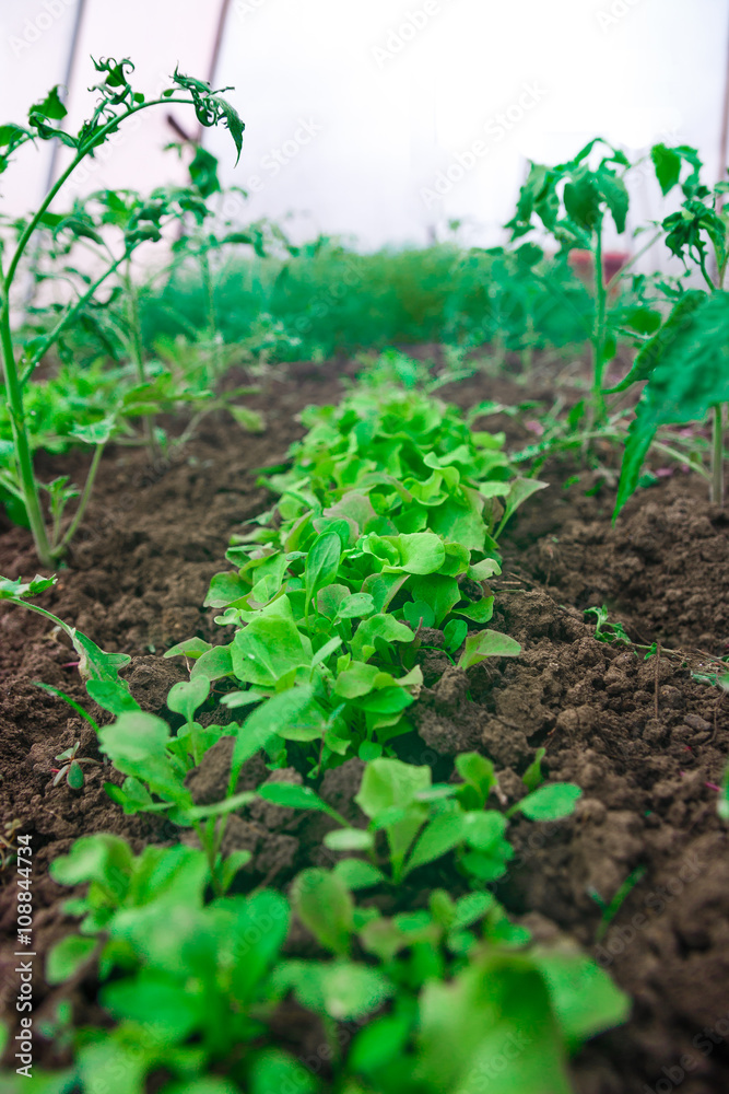 Grow salad in greenhouse. Lettuce growing in the greenhouse, closeup Grow salad in greenhouse. Lettuce growing in the greenhouse, closeup