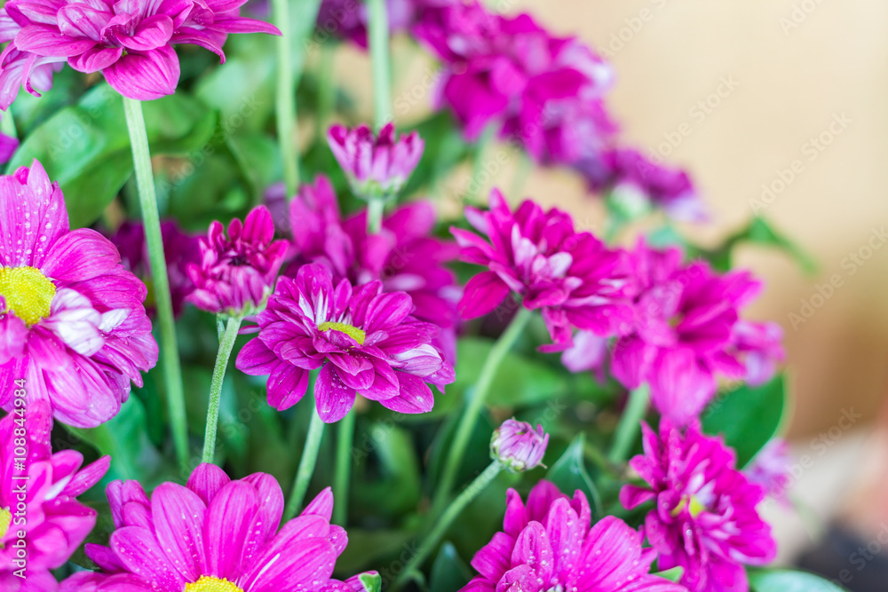 Bunch of chrysanthemum Bunch of chrysanthemum