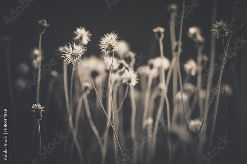 Abstract soft and blurred focus grass flower on black and white