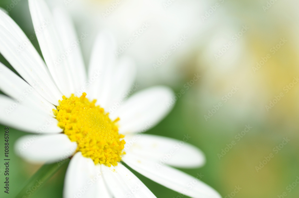Fototapeta premium White chamomile flower