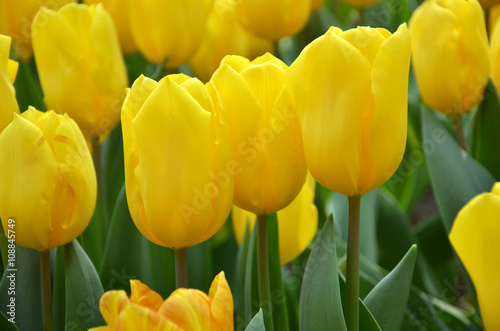 Beautiful of tulips