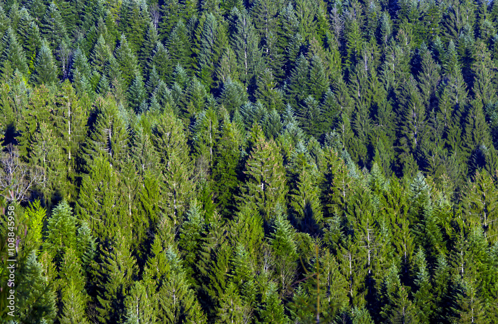 Obraz premium Green spruce forest