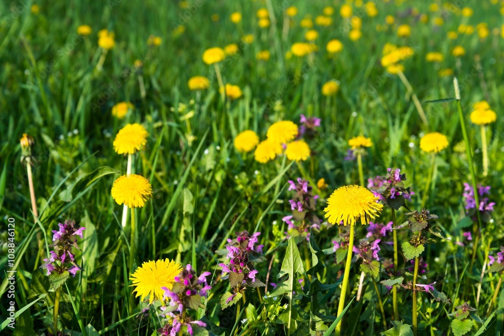 Some Purple Dead Nettle (Lamium purpureum) and yellow dandelion in meadow. Selective focus Some Purple Dead Nettle (Lamium purpureum) and yellow dandelion in meadow. Selective focus