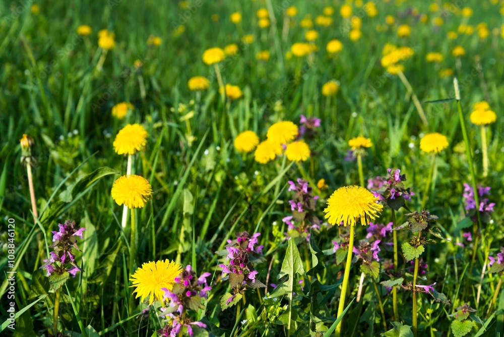 Some Purple Dead Nettle (Lamium purpureum) and yellow dandelion in meadow. Selective focus