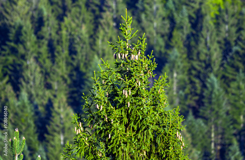 Green spruce tree with forest in background photo