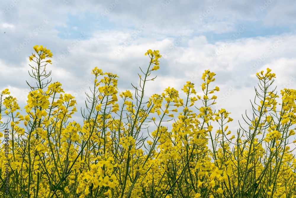 Detail of yellow canola (Brassica napus L.) with cloudy sky Detail of yellow canola (Brassica napus L.) with cloudy sky