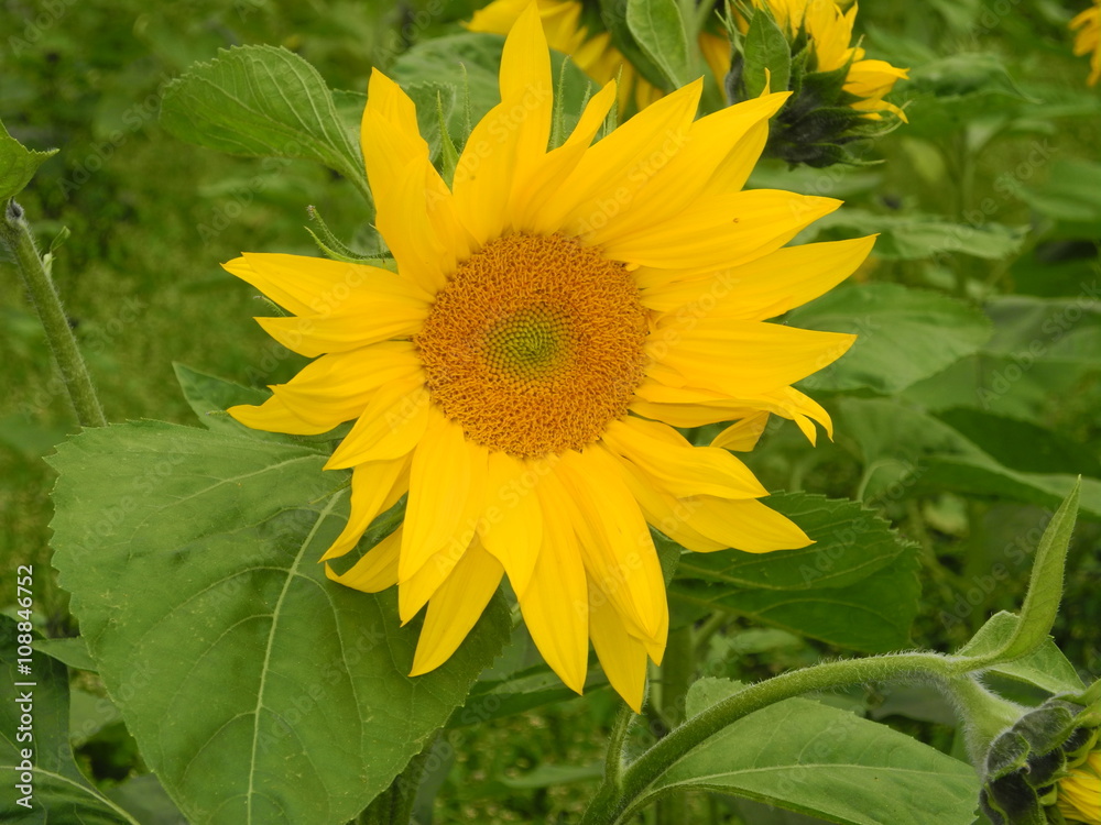 Obraz premium Sonnenblume