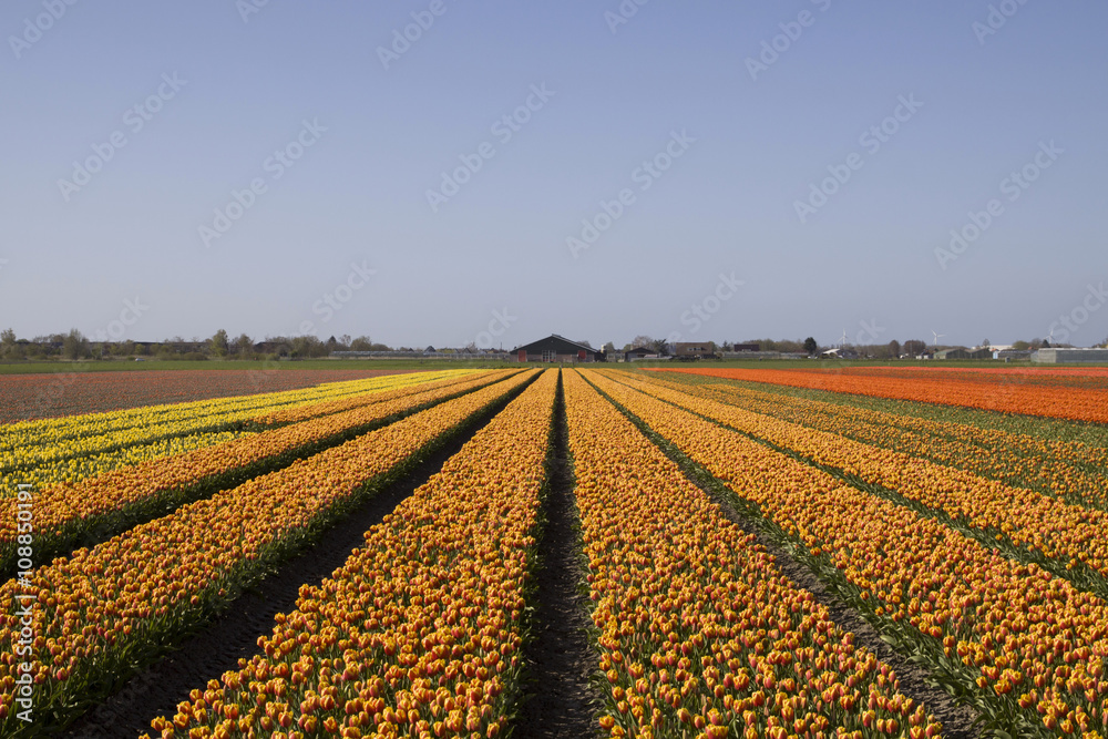 Beautiful dutch tulips field with a blue sky. Famous dutch tulip flowers in Holland.