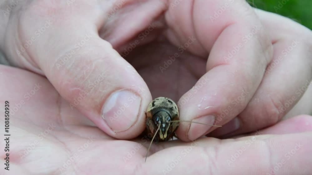 Медведка (лат. Gryllotalpidae) крупный план спереди Медведка (лат. Gryllotalpidae) крупный план спереди