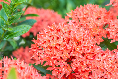 Red flower  red Ixora coccinea.