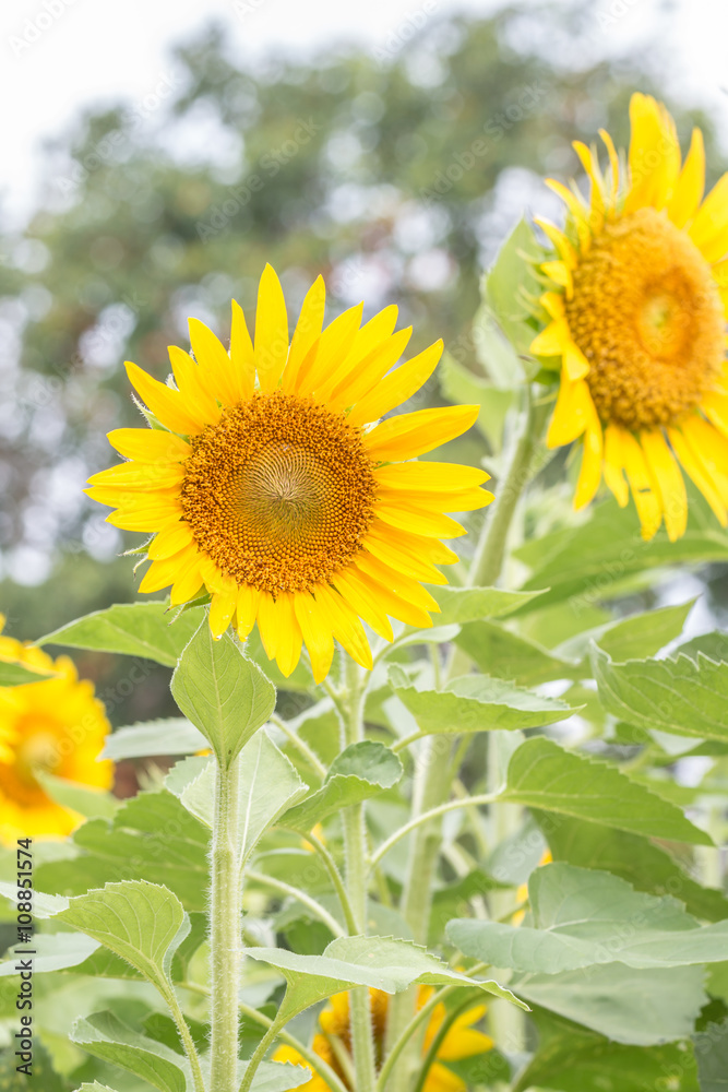 Sunflower in full bloom. Sunflower in full bloom.