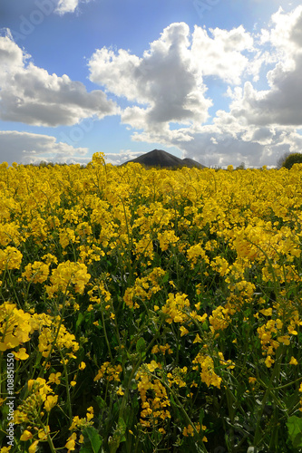 Terril et Colza photo