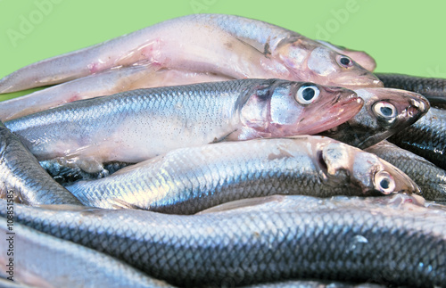 European smelt