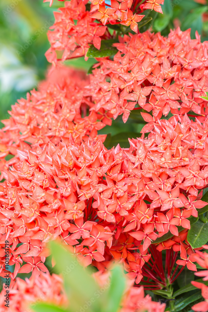 Red flower, red Ixora coccinea. Red flower, red Ixora coccinea.