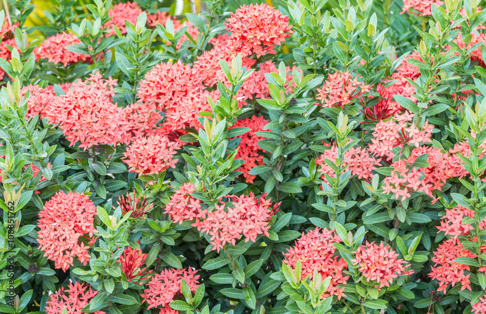Red flower, red Ixora coccinea.