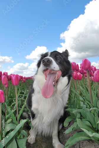 Pies i pole tulipanów