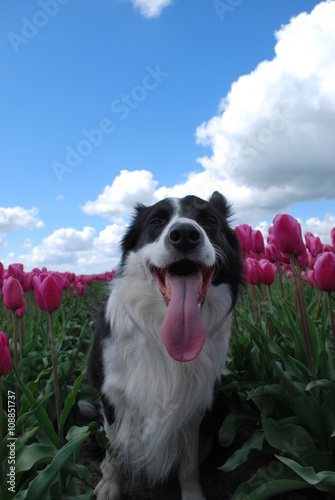 Czarno-biały pies w różowych tulipanach