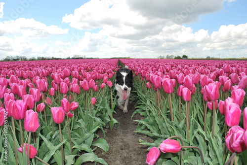 Border collie in a field of tulips