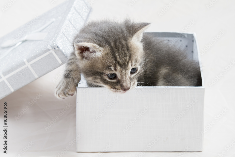 small kitten stuck in a gift box, cuddly animal sweet face