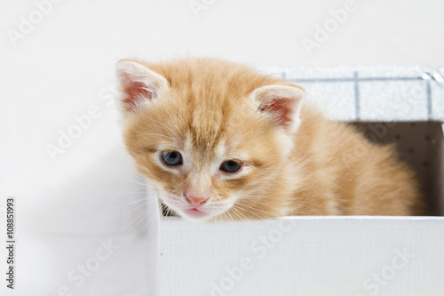 small kitten stuck in a gift box, cuddly animal sweet face