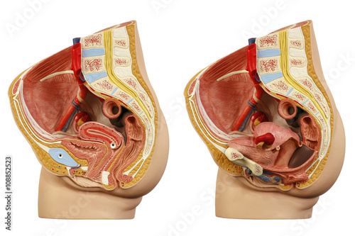 Fotografie Anatomical model female pelvis