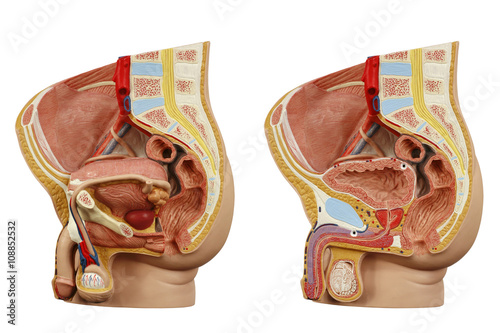 Anatomical model male pelvis photo