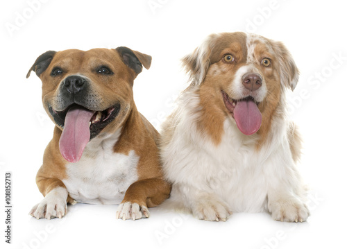 staffordshire bull terrier and australian shepherd