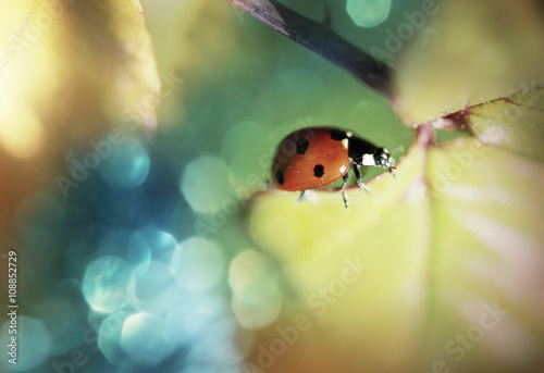 Ladybug