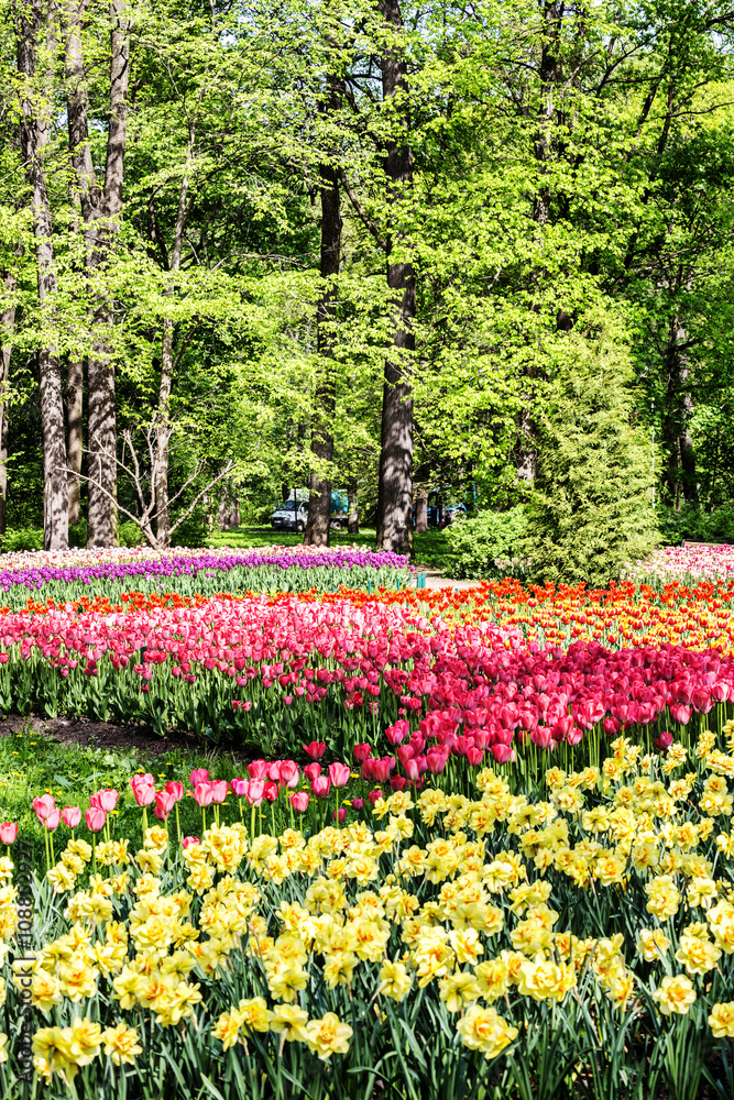 Fototapeta premium Beds with tulips in spring park on Elagin Island in St. Petersburg, Russia