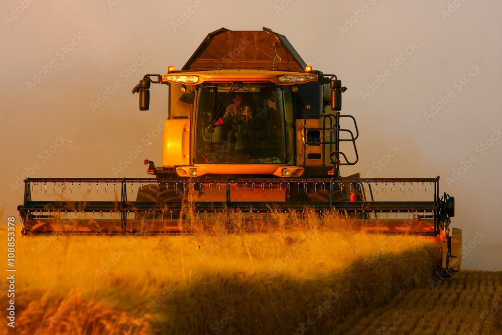 Fototapeta premium Harvest in golden light
