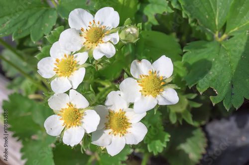 A strawberry plant with flowers in the garden