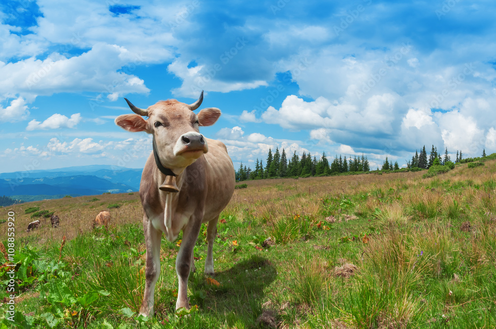 happy cow on the pasture