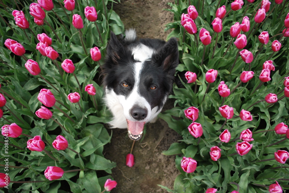 Fototapeta premium Flowers on apology