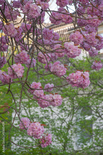 Kirschblüte photo