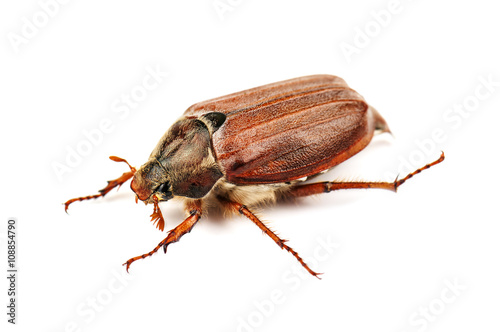 live may bug (chafer)
