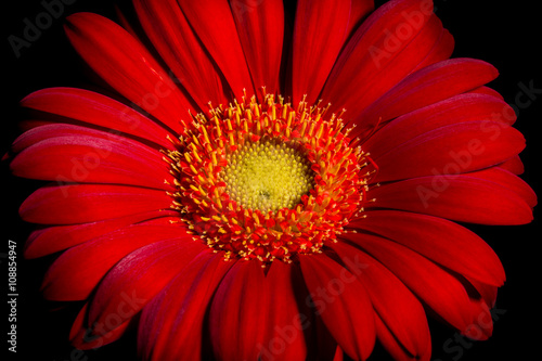 Gerbera