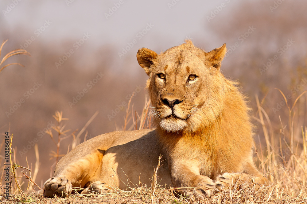 Lion staring at camera