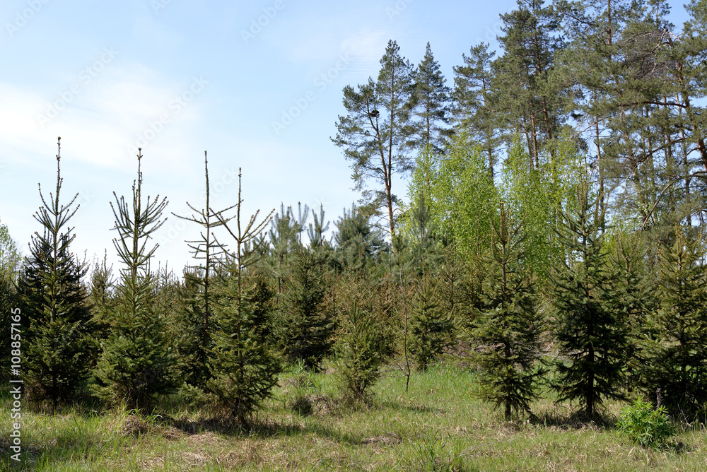 Young fir and tall pine trees in the forest