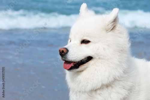 white Samoyed dog on the background of the sea.