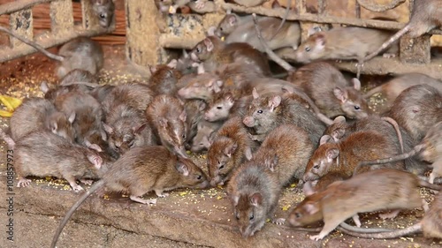 Large group of rats eating in Karni Mata temple, Rajasthan
