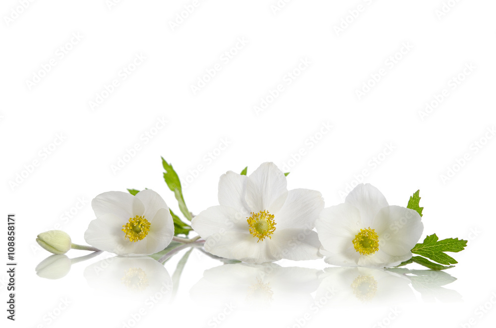 Fototapeta premium White anemone flowers isolated on white background