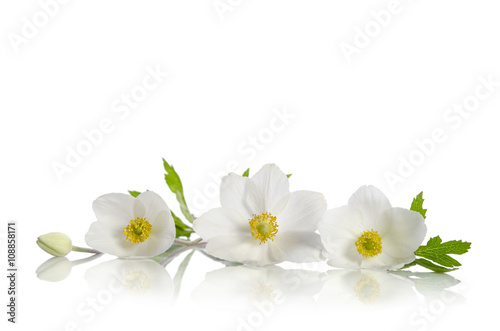 White anemone flowers isolated on white background