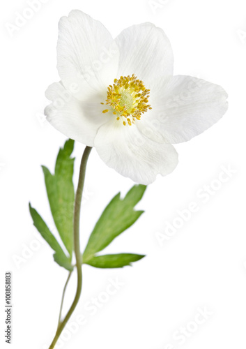 White flower anemone isolated on white background