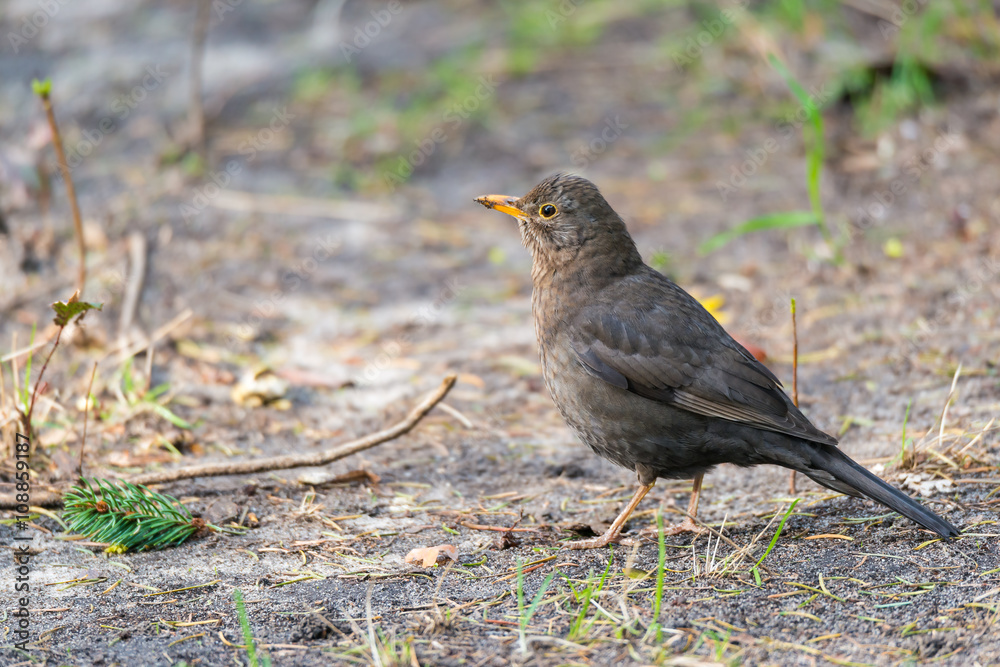 Amsel (Turdus merula) Weibchen auf Nahrungssuche Amsel (Turdus merula) Weibchen auf Nahrungssuche