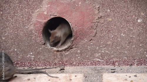Rats running around in Karni Mata temple in Deshnok, India